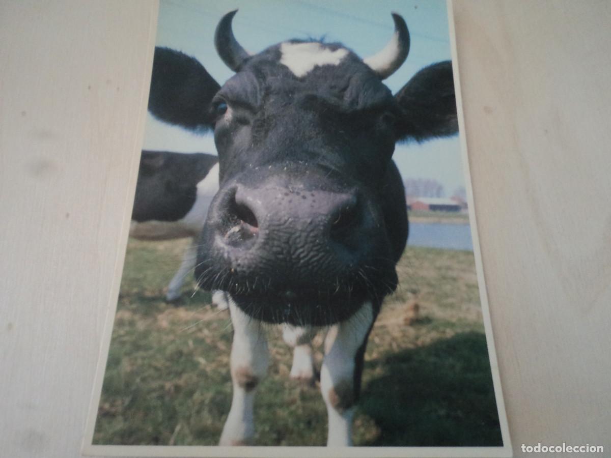 Postales: vaca, , marius van, circulada - Foto 1