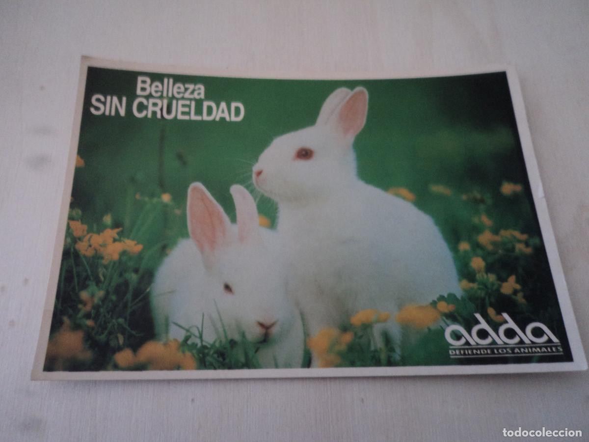 Postais: conejos, belleza sin crueldad, adda