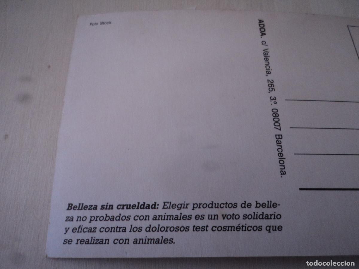 Postales: conejos, belleza sin crueldad, adda - Foto 2