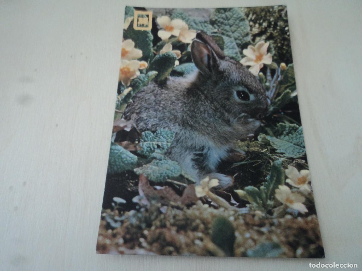 Postales: conejo, serie 3055/4 ed. escudo - Foto 1