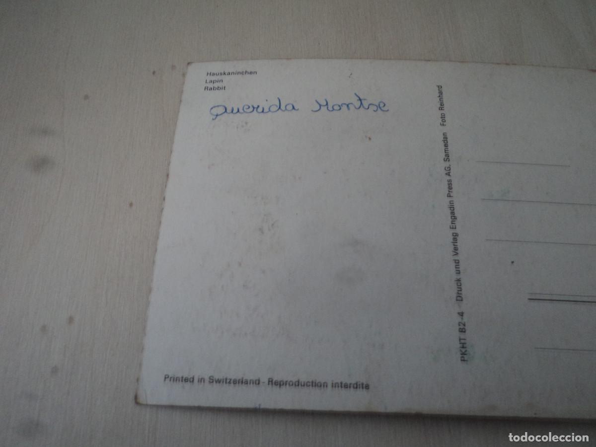 Postales: conejo, pkht 82-4, - Foto 2