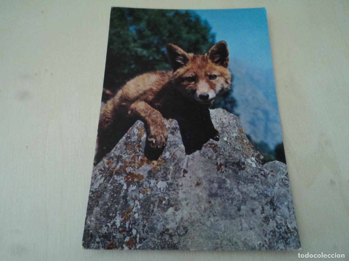 Postales: zorro, ed. sicilia - Foto 1