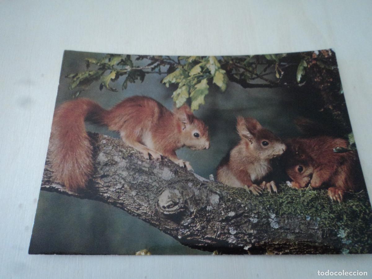 Postales: ardillas, 604 - Foto 1