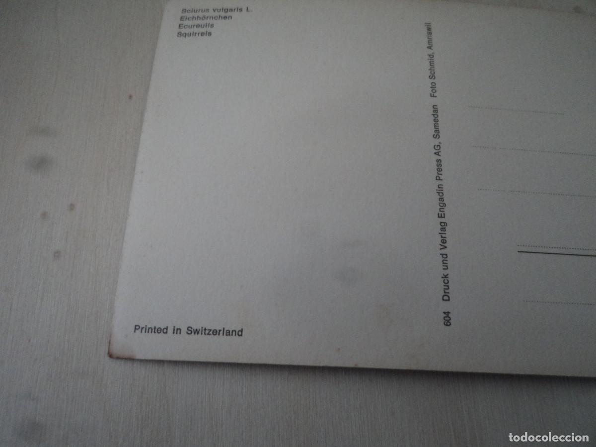 Postales: ardillas, 604 - Foto 2