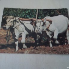 Postales: ANIMALI DOMESTICI, BUEYS CIRCULADA 1979