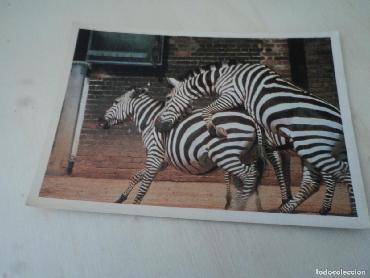 Postales: cebras, buena suerte, ed. pops - Foto 1