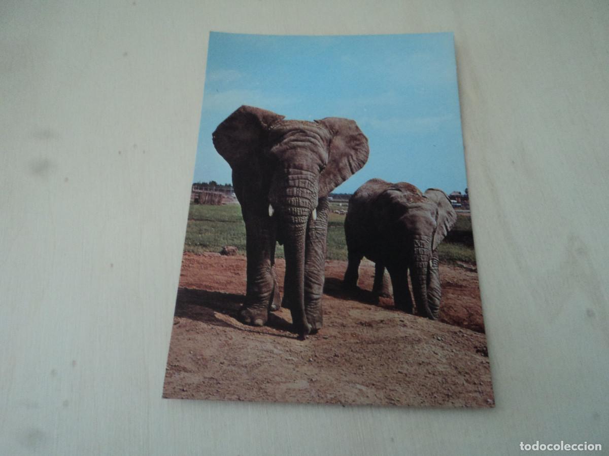 Postales: parc safari africain - Foto 1