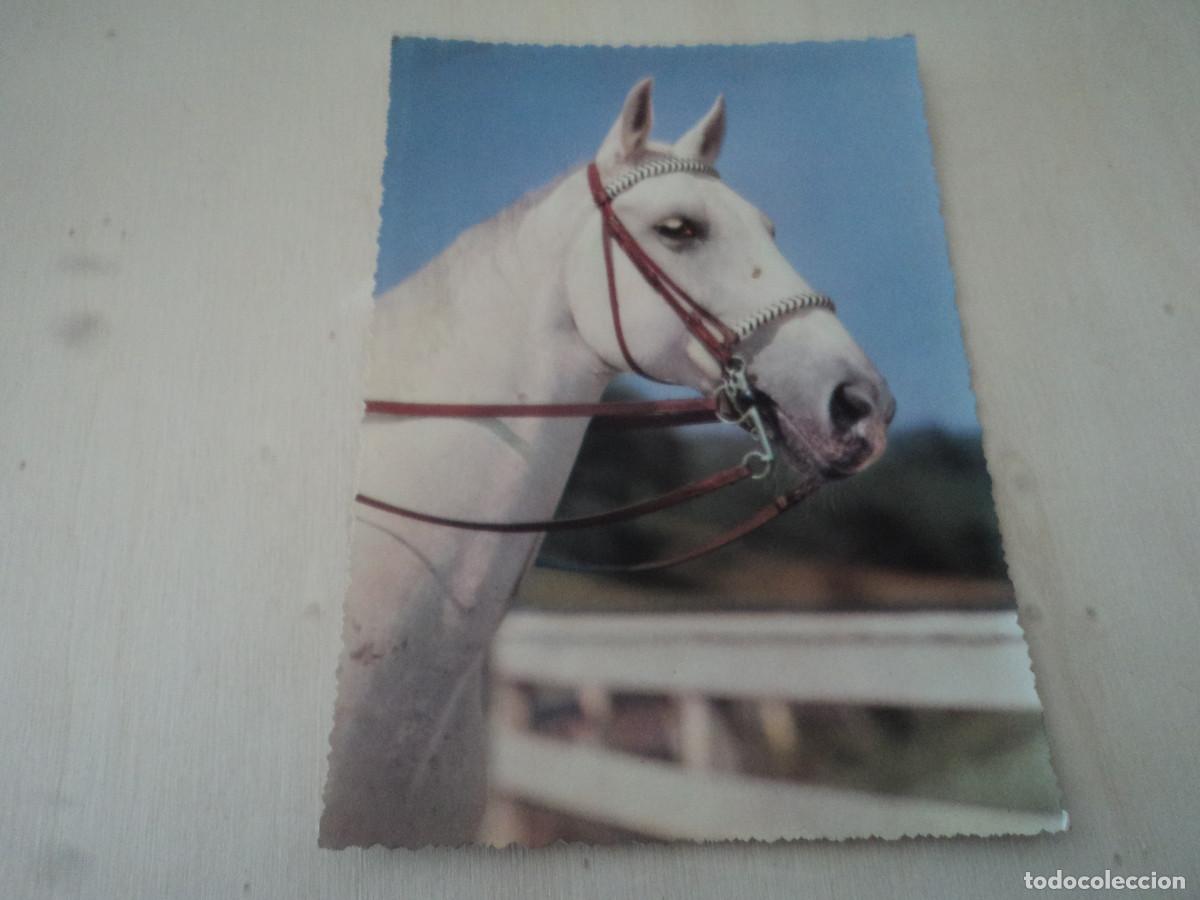 Postales: caballo, 799/6, circulada - Foto 1