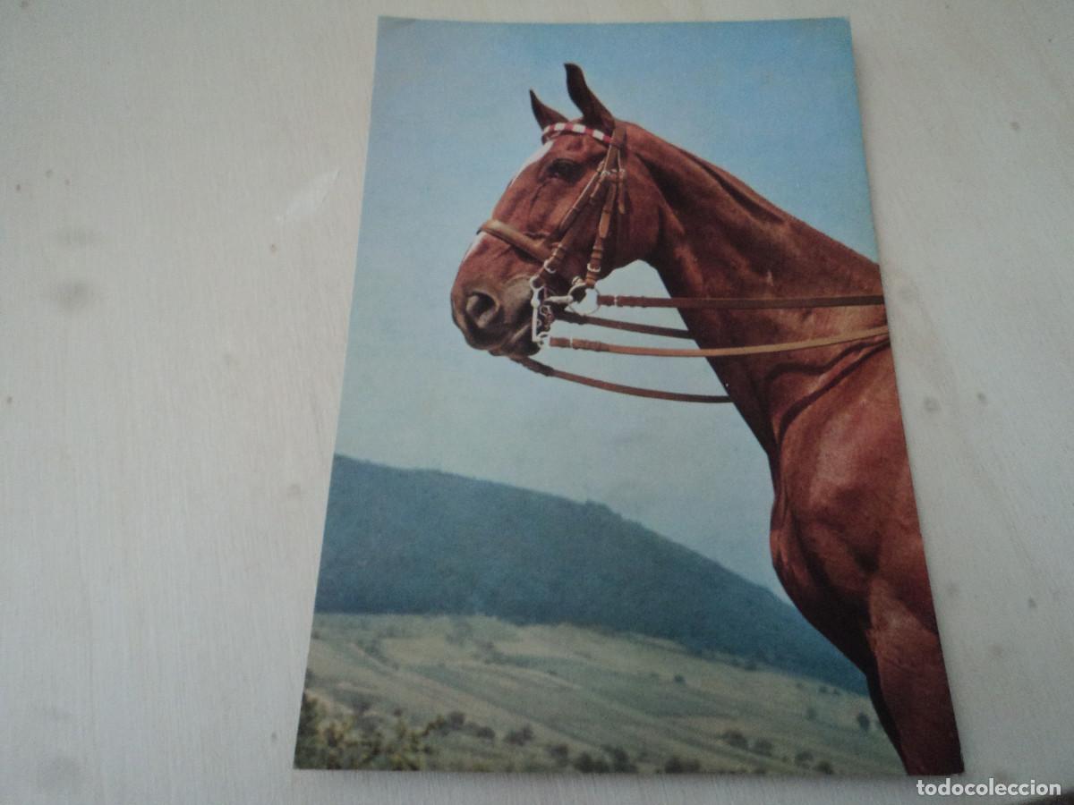 Postales: caballo, hannoveraner, ff368 - Foto 1