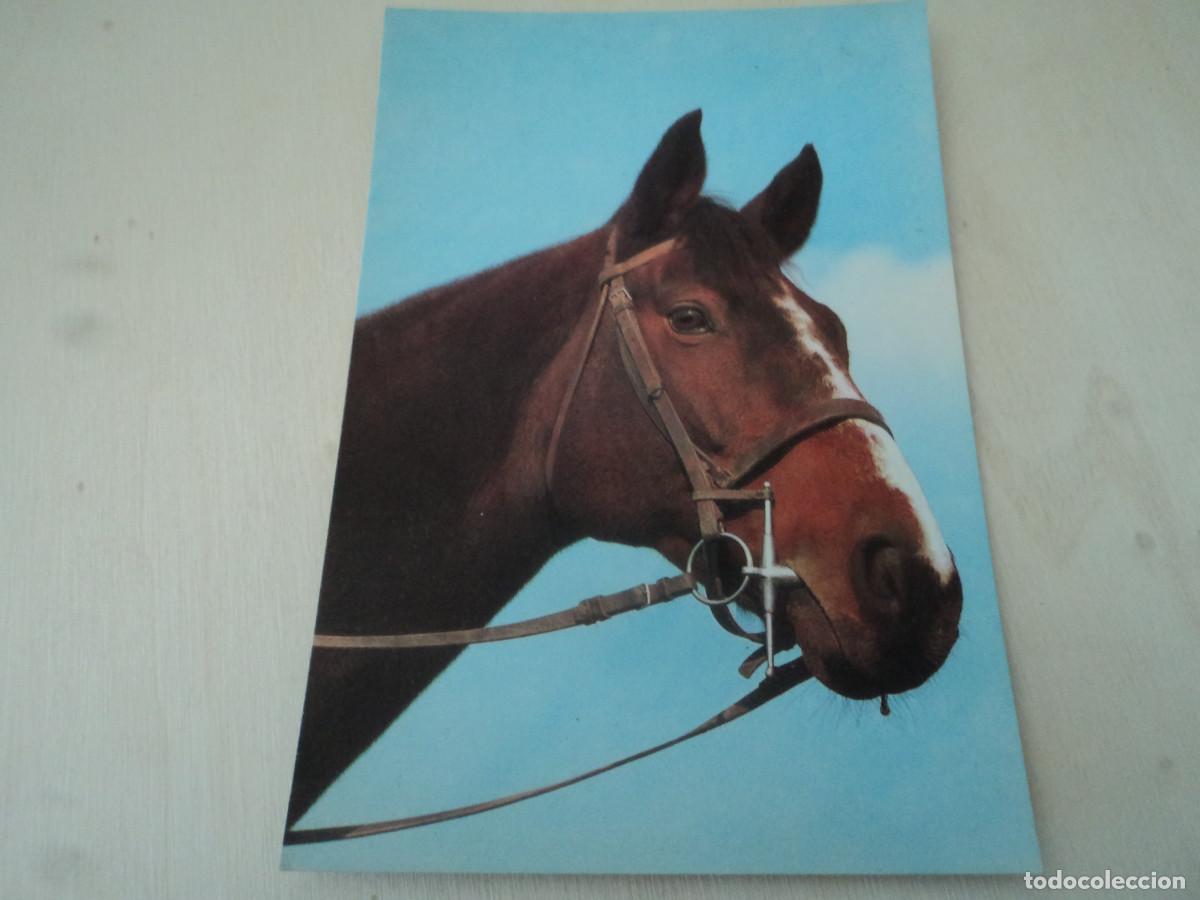 Postales: caballo, c y z 7689/27-a - Foto 1