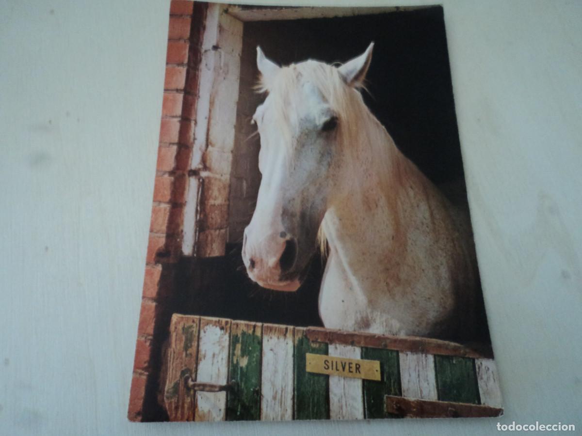 Postales: caballo silver, col. perla, 217/4 - Foto 1