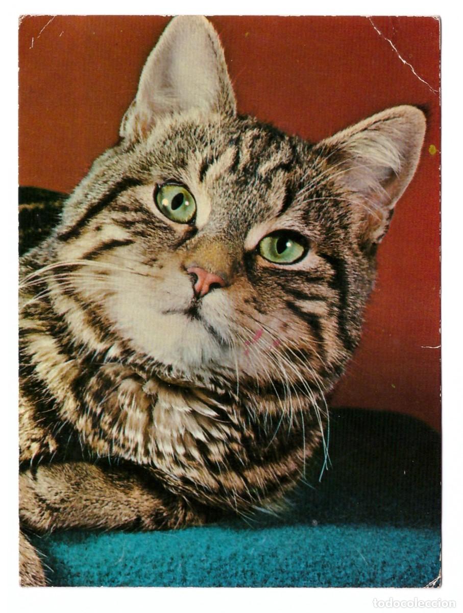 Postales: GATO - Foto 1
