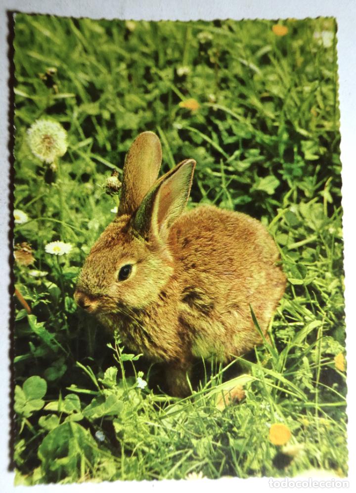 Cartes Postales: POSTAL DE UN CONEJO ED.KRUGER 900/247