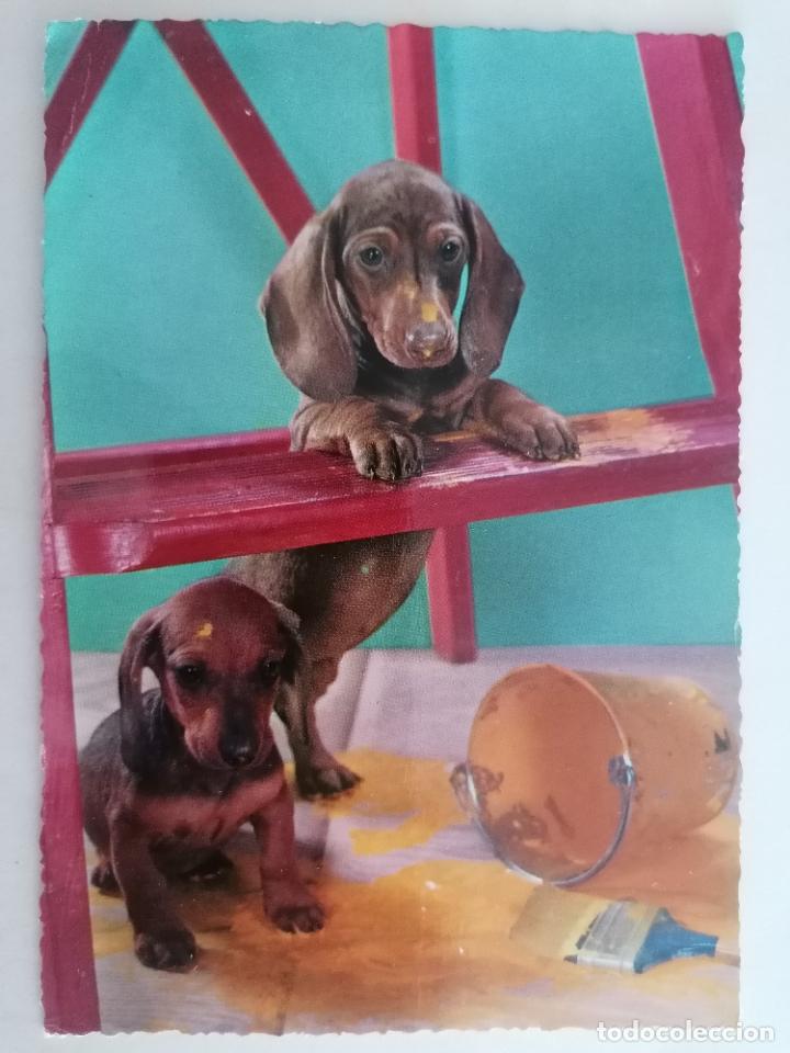 Postales: POSTAL PERRITOS, ESCRITA 1965 - Foto 1