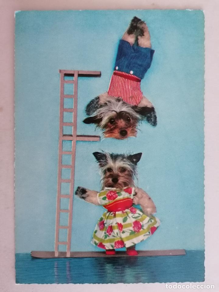 Postales: POSTAL PERRITOS, ESCRITA A&Ntilde;O 1968 - Foto 1