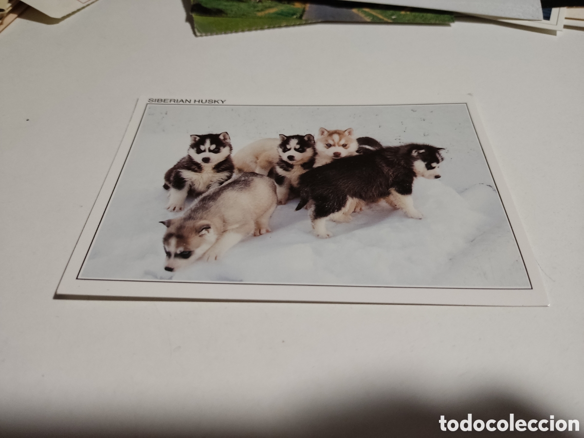 Postales: Postal siberian Husky - Foto 1