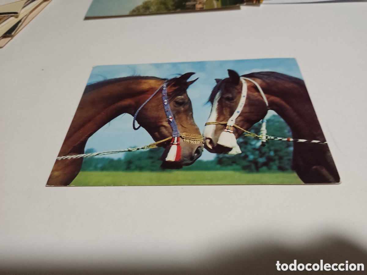 Postales: Postal Polonia caballos - Foto 1