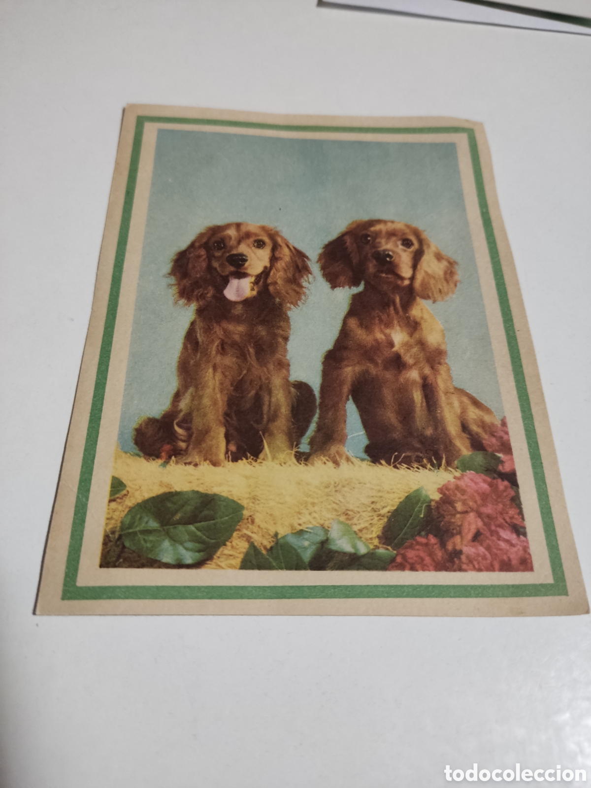 Postales: Tarjeta perros - Foto 1