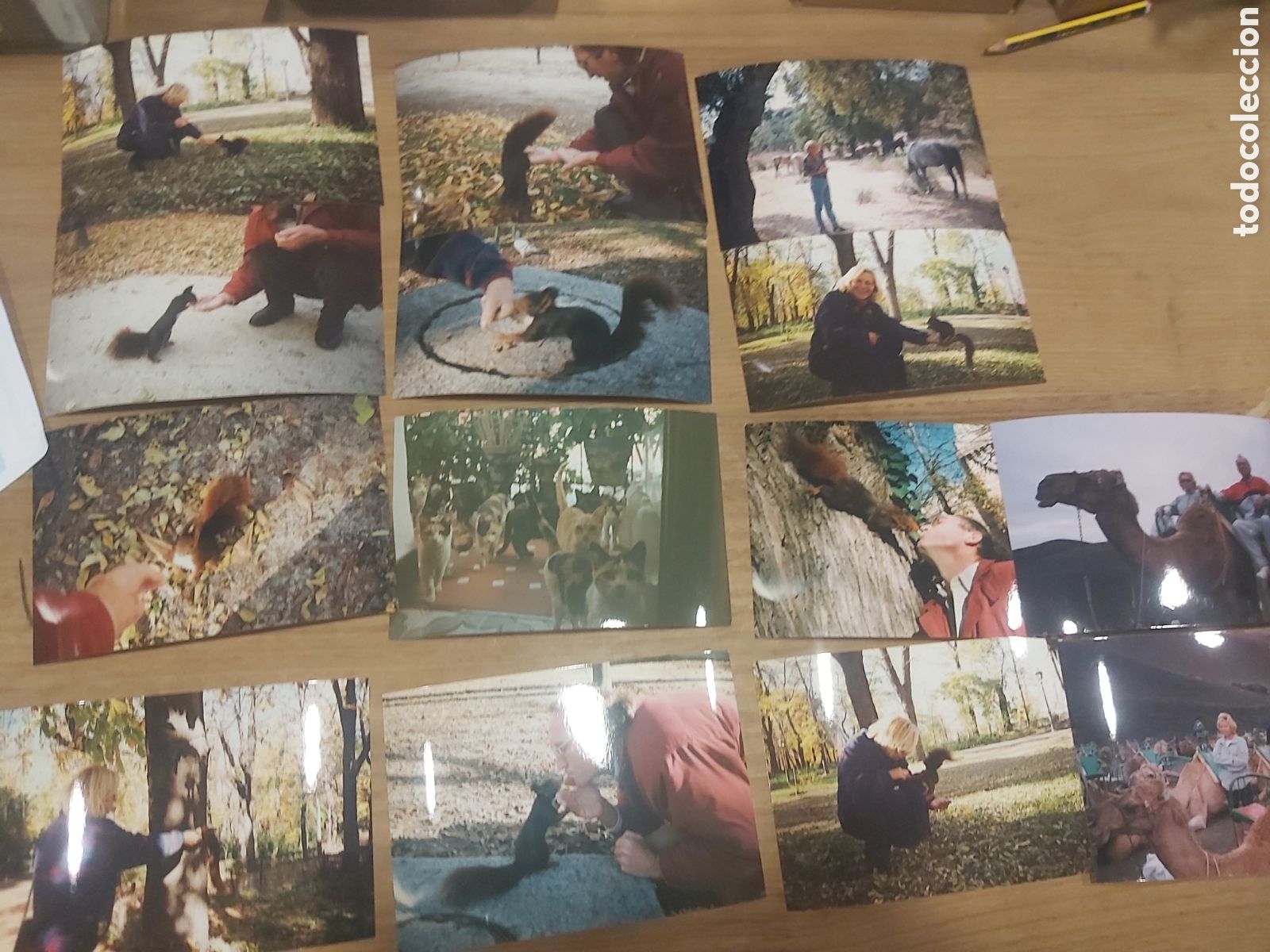 Postales: Fotos con animales - Foto 1