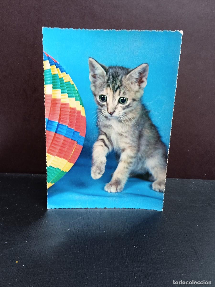 Postcards: P901 Postal Italiana Gatito 347 Cecami