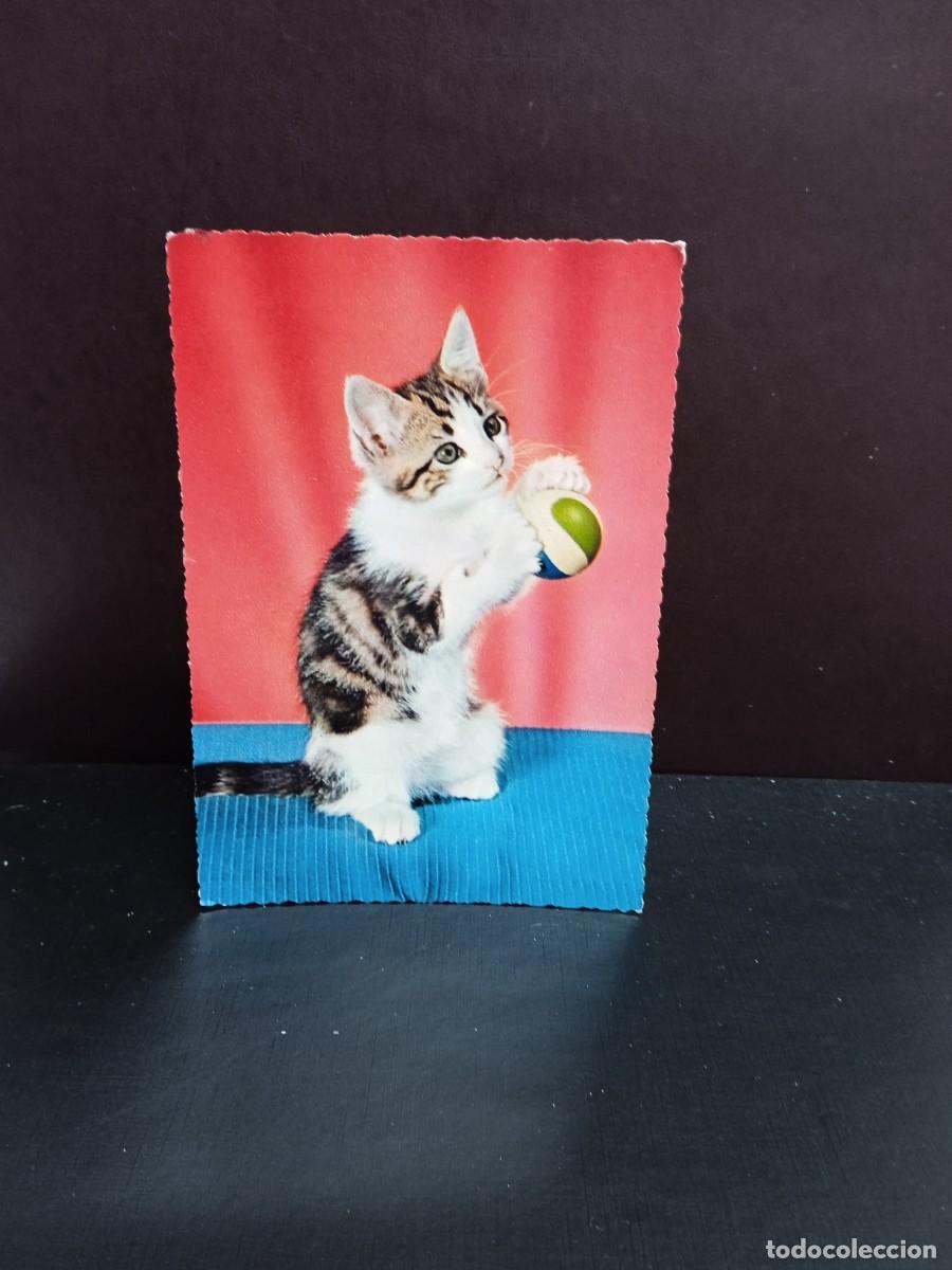 Postcards: P903 Postal Italiana Gatito 365 Cecami