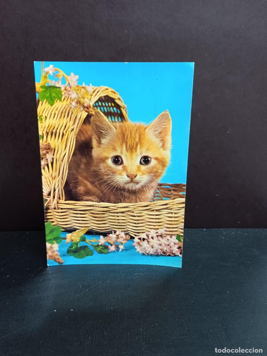 Postcards: P904 Postal Gatito 7224/31-A CyZ