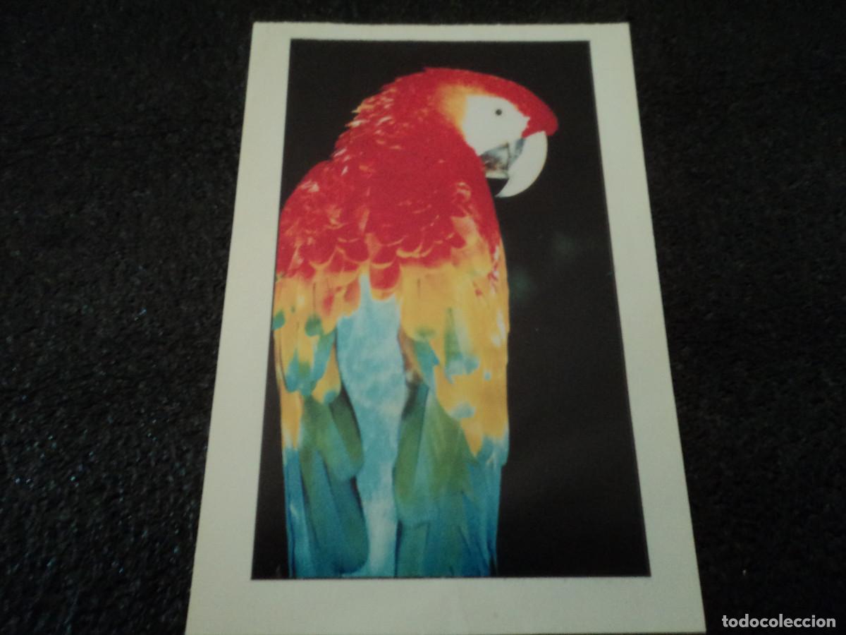 Postcards: guacamaya escarlata, centro de interpretacion y convivencia con la naturaleza, coca cola, 14 x 9 cm