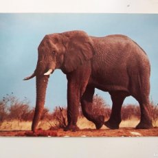 Postales: POSTAL ANIMALES AFRICAN ELEPHANT ELEFANTE. SUDAFRICA SOUTH AFRICA. SIN CIRCULAR