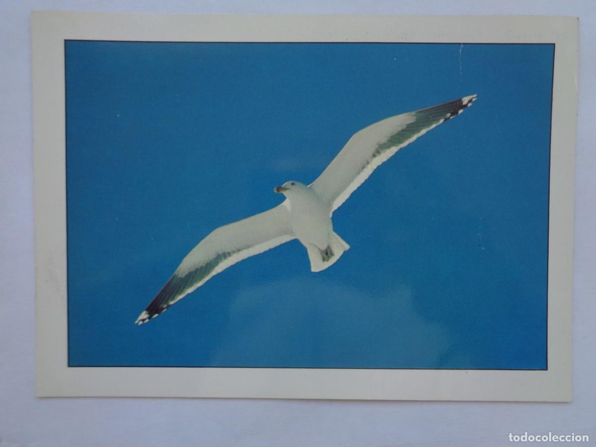 Postkarten: POSTAL DE UNA GAVIOTA . PUBLICIDAD DE ESPA&Ntilde;A