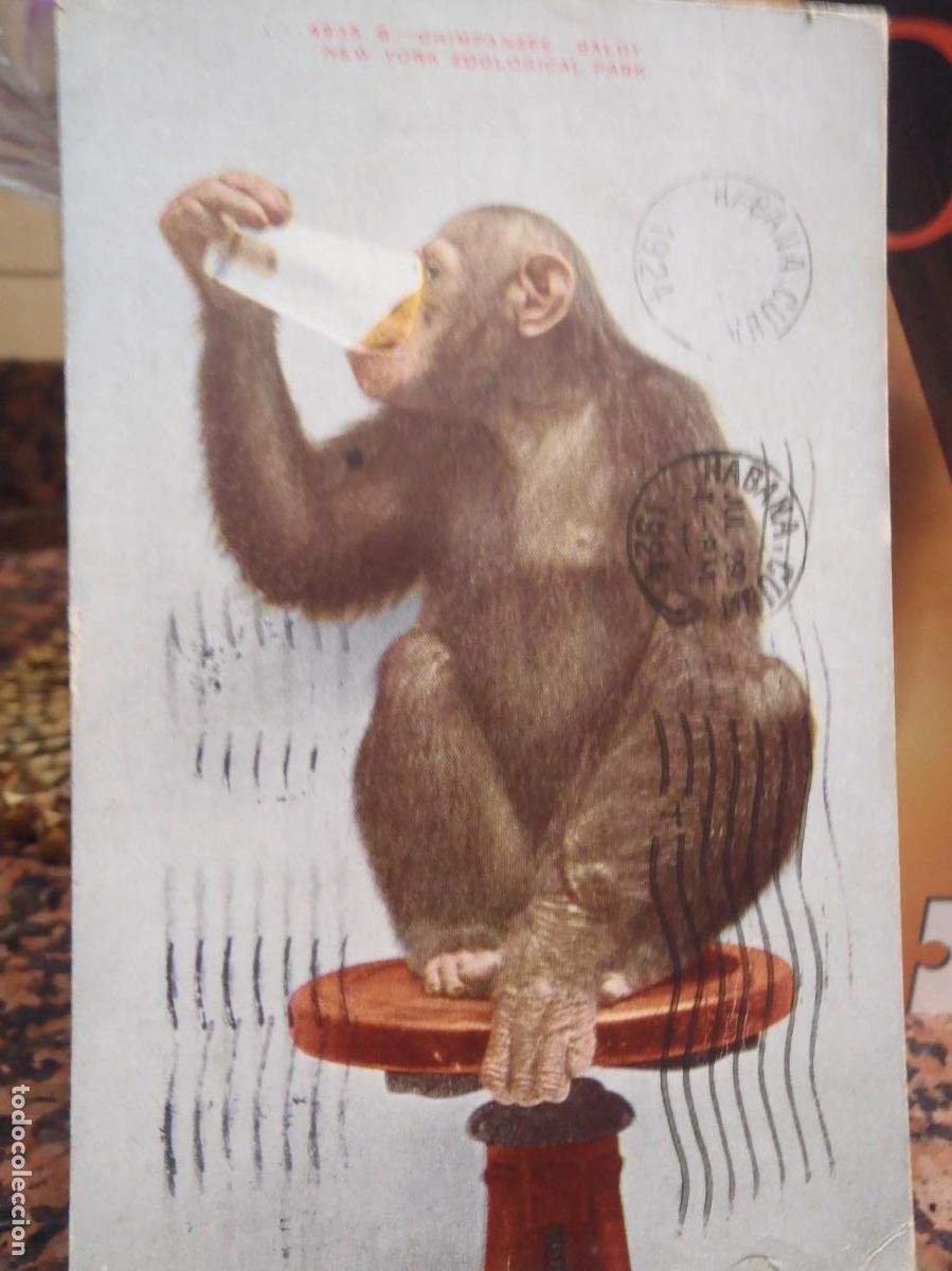 Cartes Postales: MONO - EPOCA -