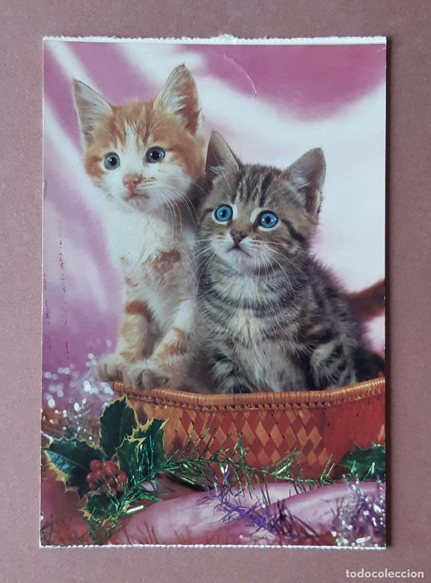 Postkarten: POSTAL 3 BERGAS. GATOS. 1967. SIN CIRCULAR.