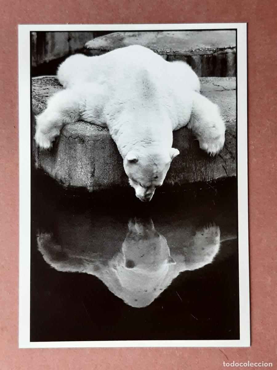 Postkarten: POSTAL PH 0857 NOUVELLES IMAGES. ZOO DE VINCENNES 1988. GIBET. 1989. SIN CIRCULAR.