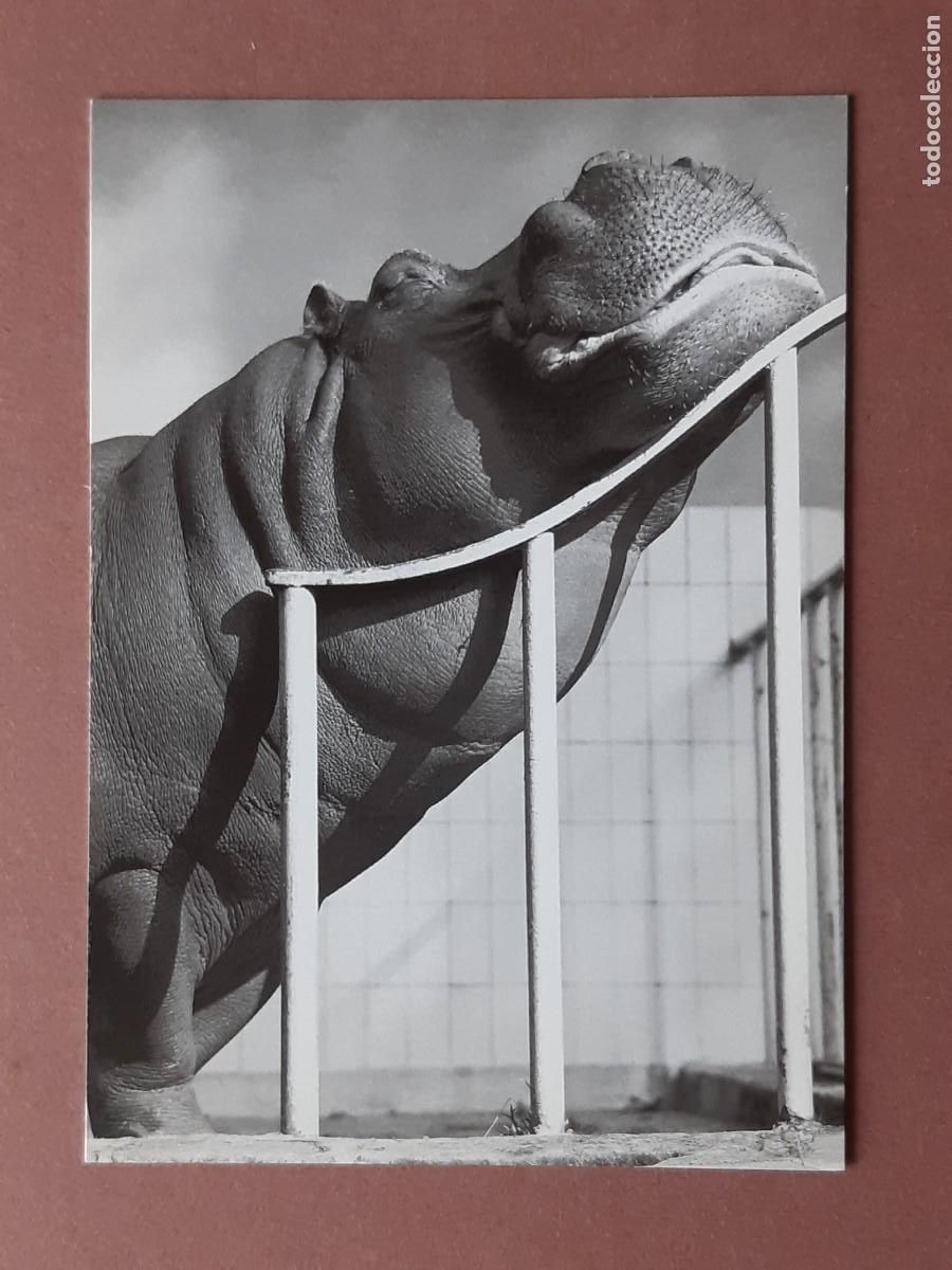 Postkarten: POSTAL PH 1823 NOUVELLES IMAGES. HIPPOPOTAME AU SOLEIL. WALTER SITTIG. 2001. SIN CIRCULAR.