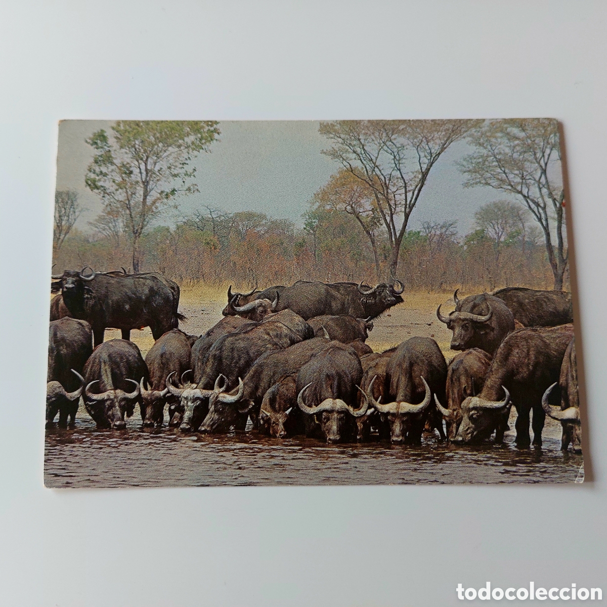 Postkarten: Postal b&uacute;falo africano rhodesia