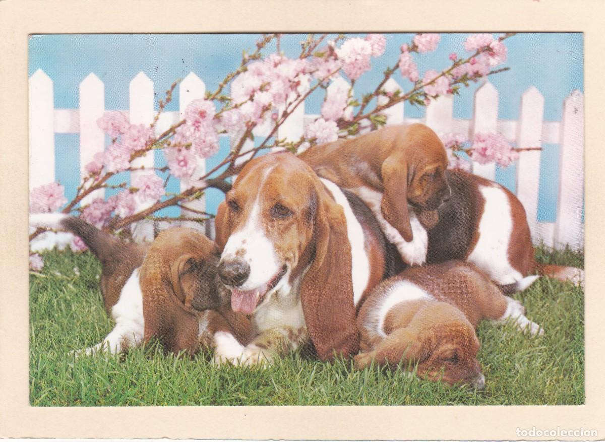 Postkarten: PERROS - PERRA Y CACHORROS