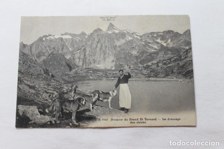 Cartes Postales: ENTRENAMIENTO PERROS SAN BERNARDO, GENOVA