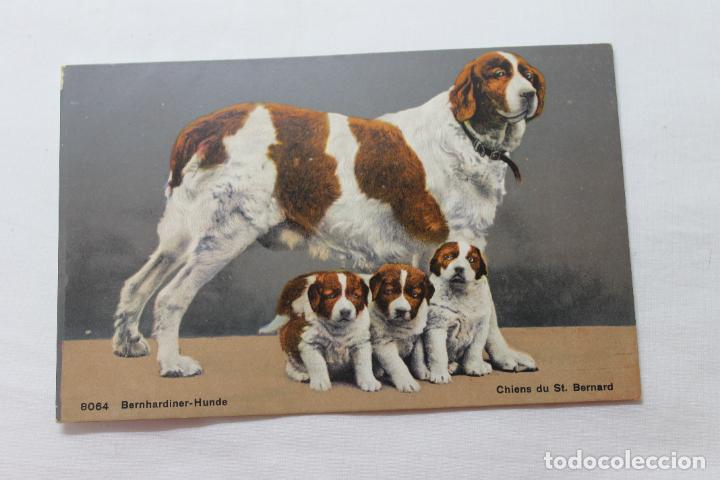 Postales: PERRO SAN BERNARDO CON CRIAS - Foto 1