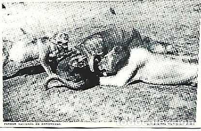 Postkarten: Mozambique ** & Portugal Ultramar, Fauna, Leones Comiendo un B&uacute;falo, Parque Nacional Gorongosa (1199