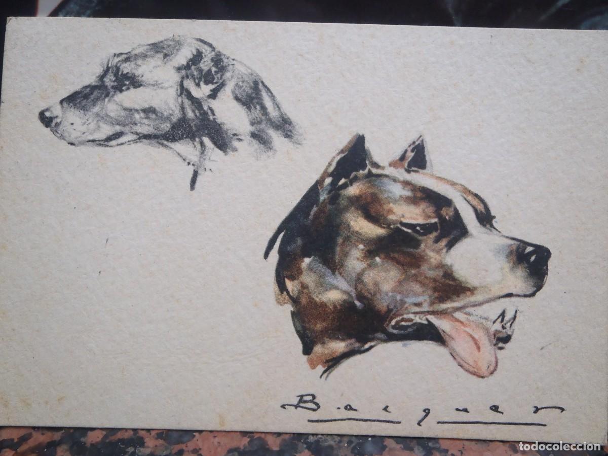 Postales: CARAS DE PERRO - Foto 1