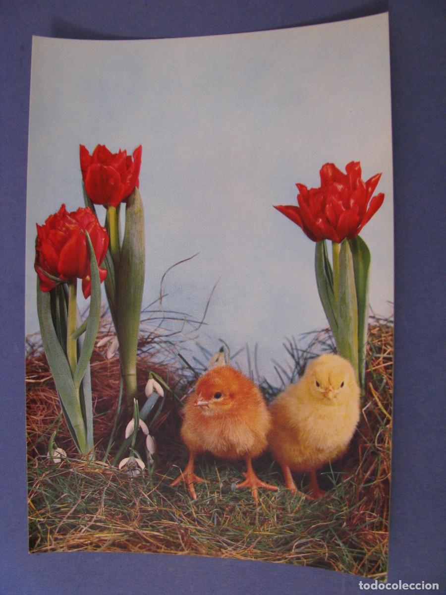 Postkarten: POSTAL DE ED. C. Y Z. 6853. SIN ESCRIBIR.