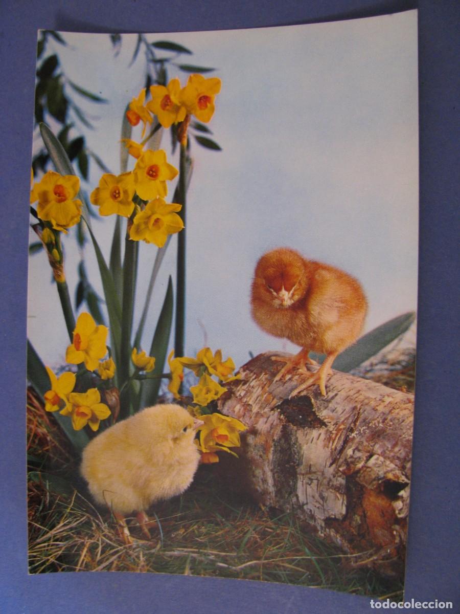 Postkarten: POSTAL DE ED. C. Y Z. 6853. SIN ESCRIBIR.