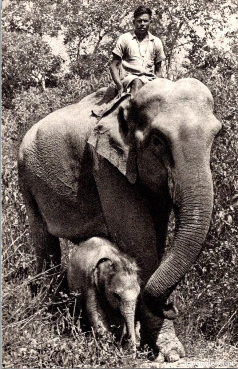 Postkarten: Elefante de la India y su peque&ntilde;o - Ed. Comit&eacute; National de l'Enfance n&ordm; 1 - 140x91mm