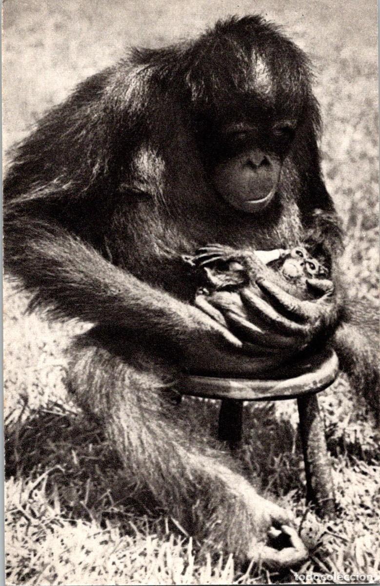 Postkarten: Hembra Chimpanc&eacute; y su peque&ntilde;o - Ed. Comit&eacute; National de l'Enfance n&ordm; 2 - 140x91mm