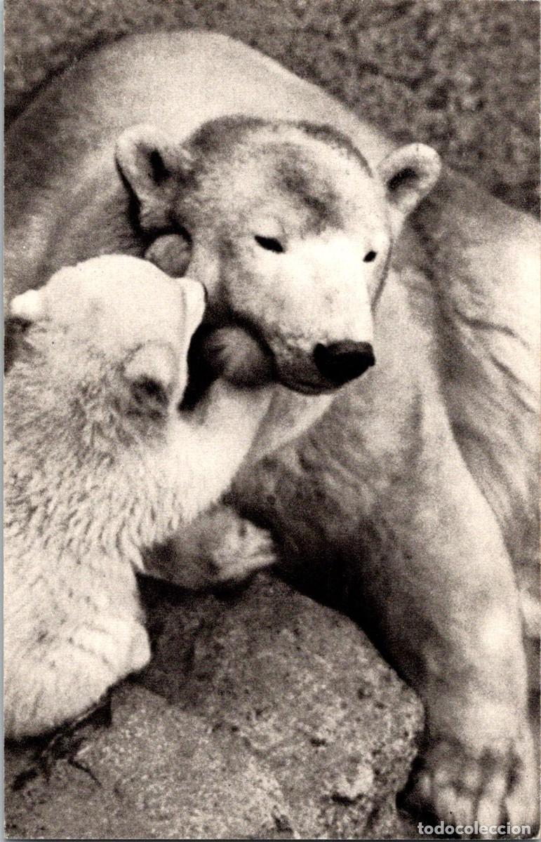 Postkarten: Osa Polar y su peque&ntilde;o - Ed. Comit&eacute; National de l'Enfance n&ordm; 3 - 140x91mm