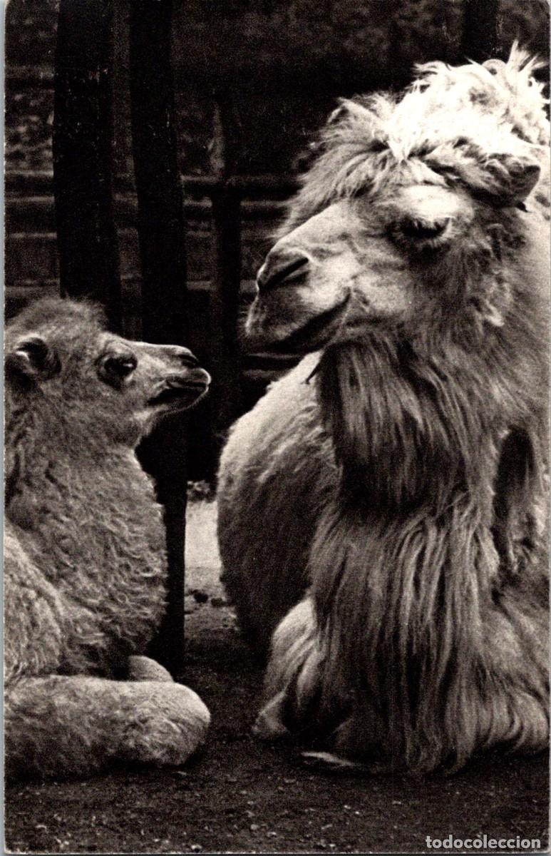 Postkarten: Camello y su peque&ntilde;o - Ed. Comit&eacute; National de l'Enfance n&ordm; 4 - 140x91mm