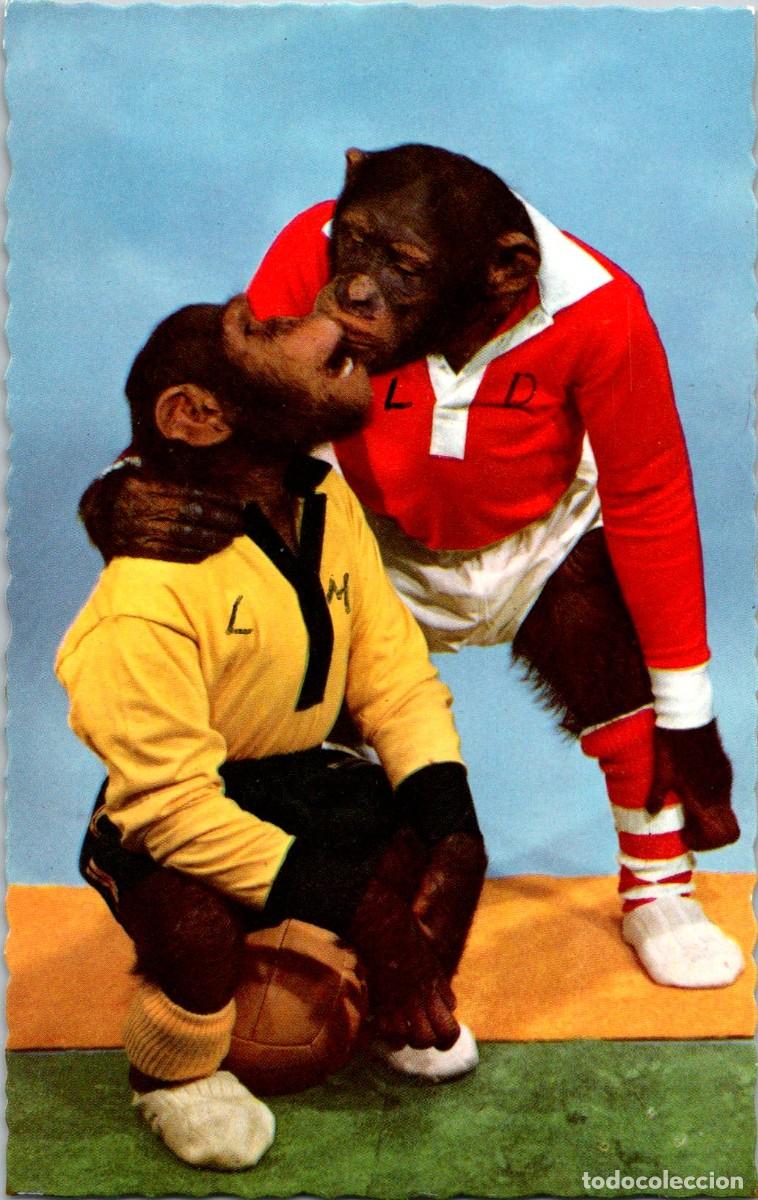 Postkarten: F&uacute;tbol - Chimpanc&eacute;s - La Rivalidad no Existe si el Amor es Puro - Postal Francesa n&ordm; 1912 - 138x88mm