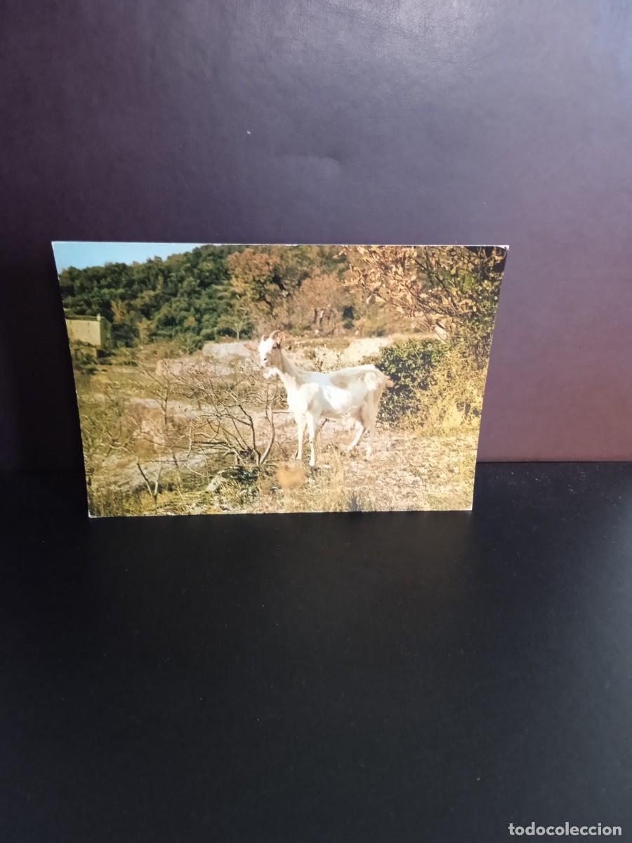 Postkarten: P1372 Postal Francesa 13017 Chevre Cevenole .Lyon color