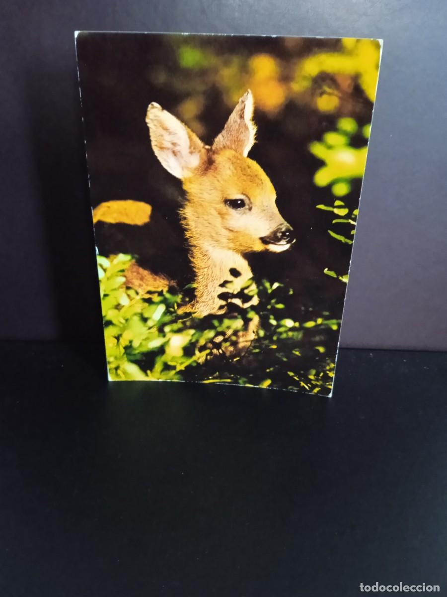 Postcards: P1374 Postal Suiza 307-1 Cervatillo