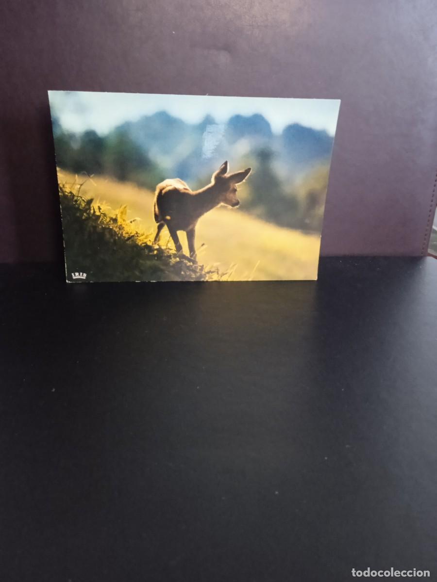 Postais: P1375 Postal Francesa 5118 Cervatillo . Mexichrome