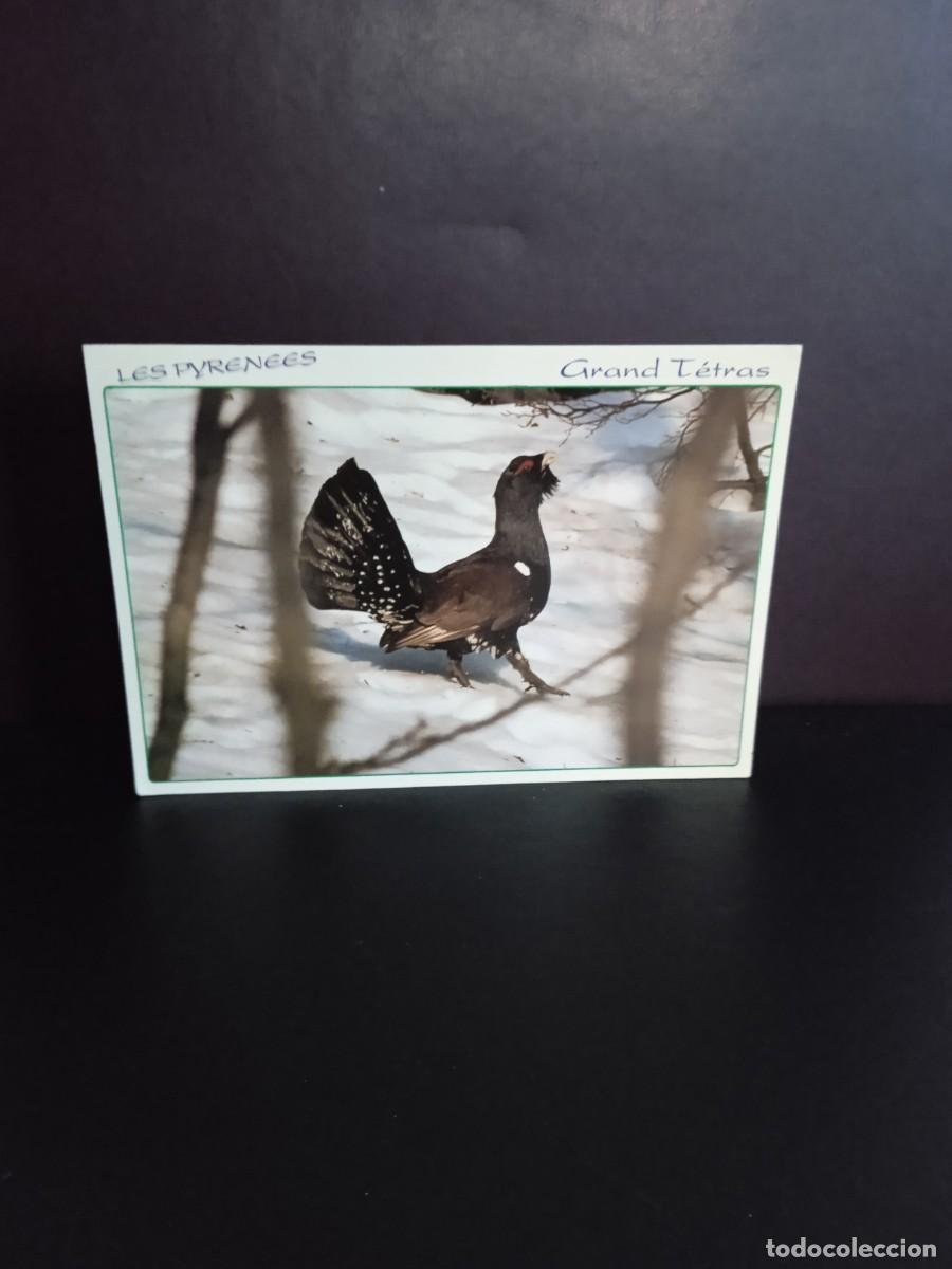 Postais: P1377 Postal Francesa 207 Animaux des Pyrinees Grand Tetras . Larrey